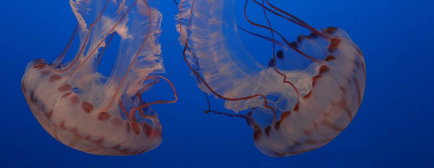 monterey bay aquarium