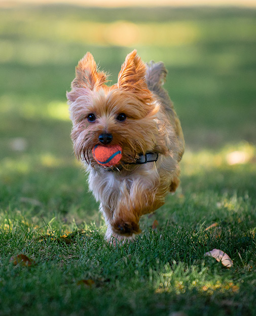 Dog Friendly Hotel In Pacific Grove CA Lighthouse Lodge